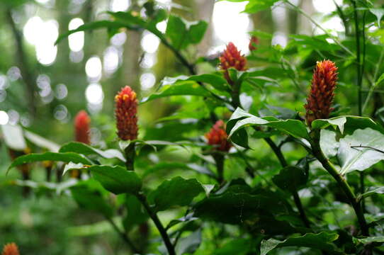 Image of Costus barbatus Suess.