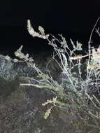 Image of Hakea ruscifolia Labill.