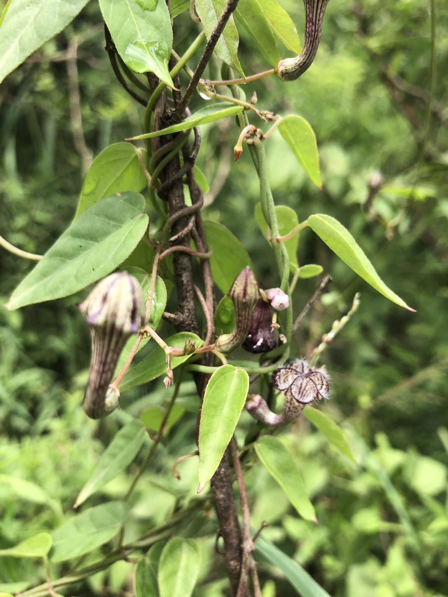 Sivun Ceropegia carnosa E. Mey. kuva