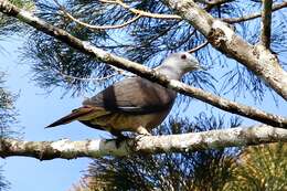 Image of Barking Imperial Pigeon