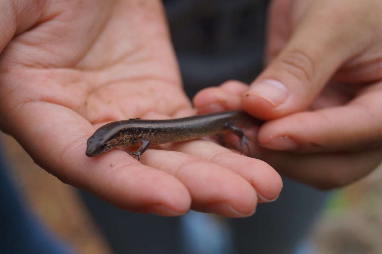 Scincella cherriei stuarti (Smith 1941) resmi