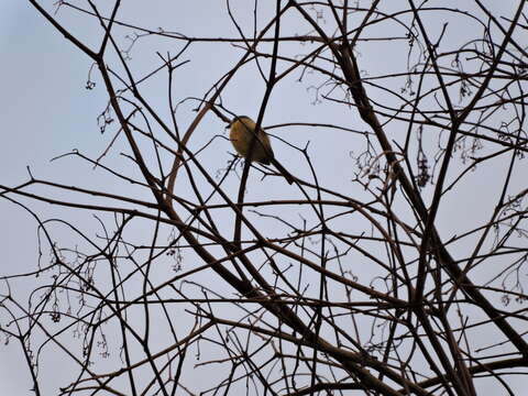 Image of Gray-crowned Flycatcher