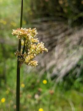 Imagem de Juncus astreptus L. A. S. Johnson