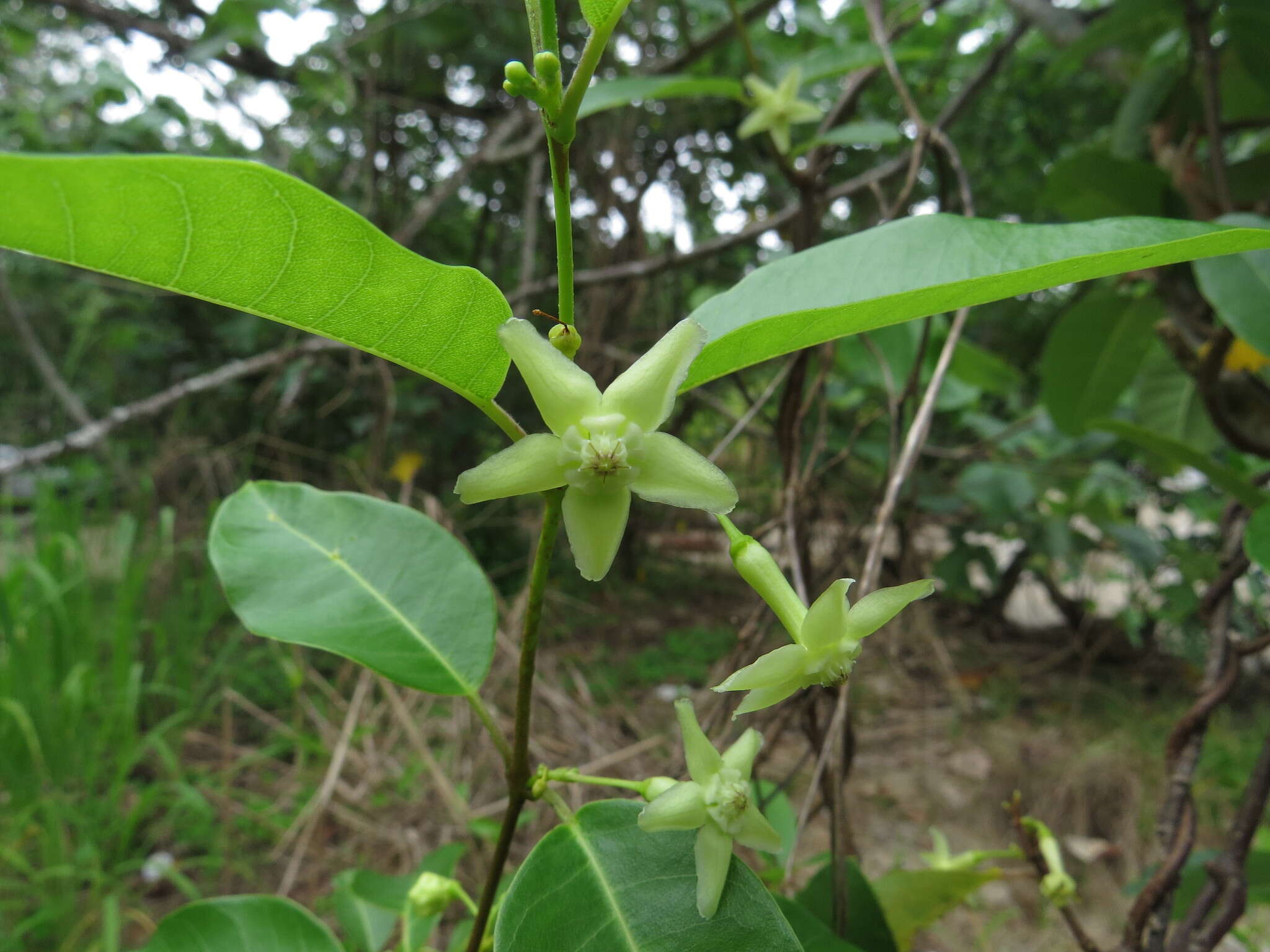 Image of Gymnanthera oblonga (Burm. fil.) P. S. Green