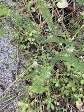 Image of whitetip clover