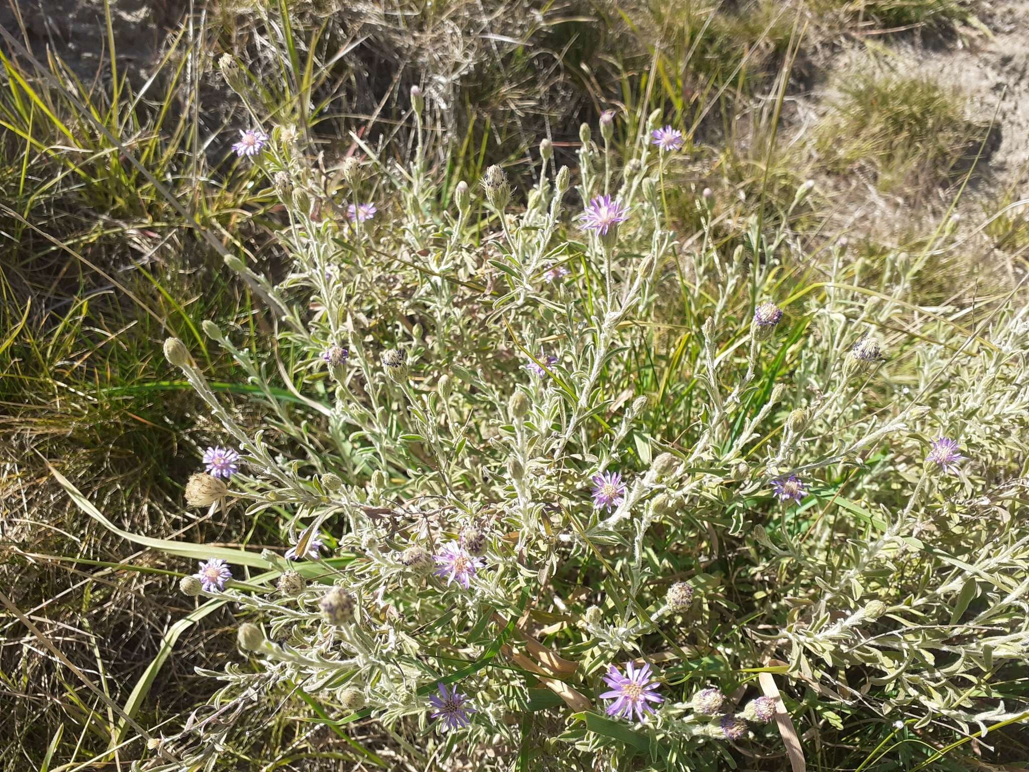 Imagem de Vittadinia gracilis (Hook. fil.) N. T. Burb.