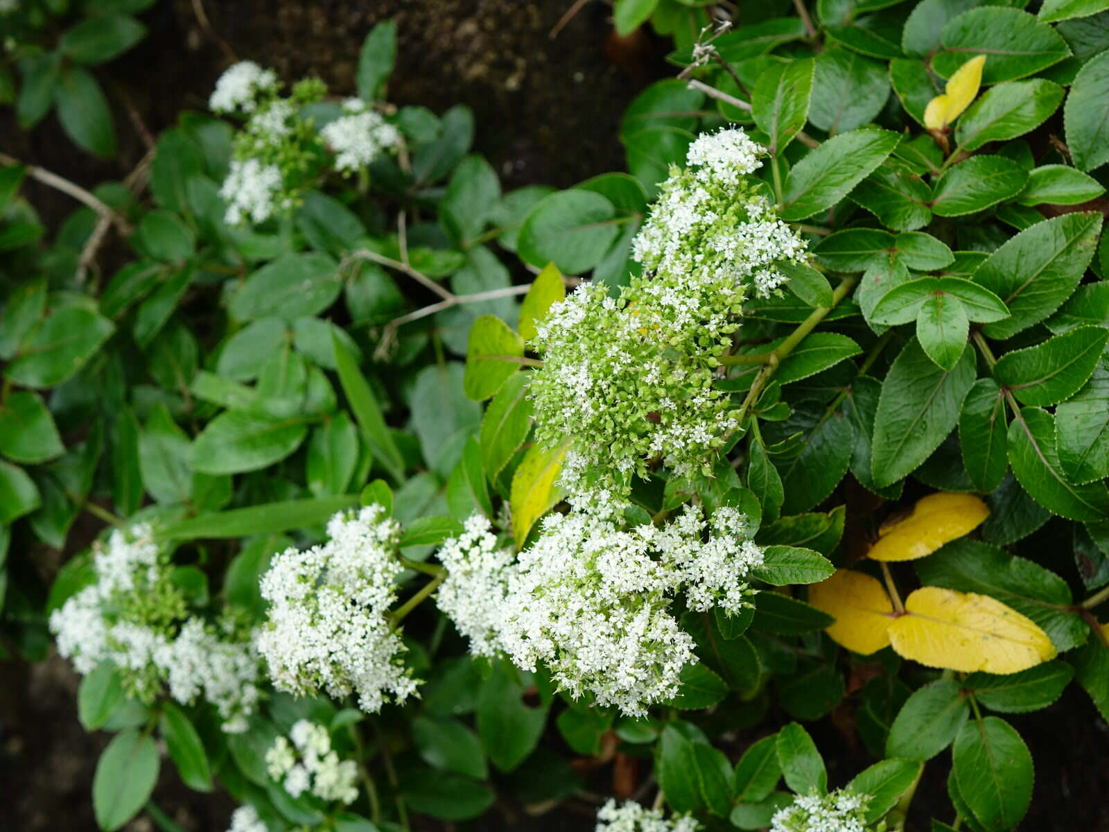 Scandia rosifolia (Hook.) J. W. Dawson resmi