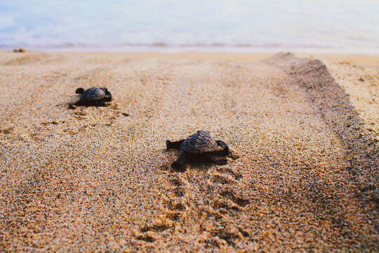 Lepidochelys resmi