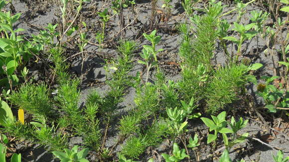 Image of Artemisia capillaris Thunb.