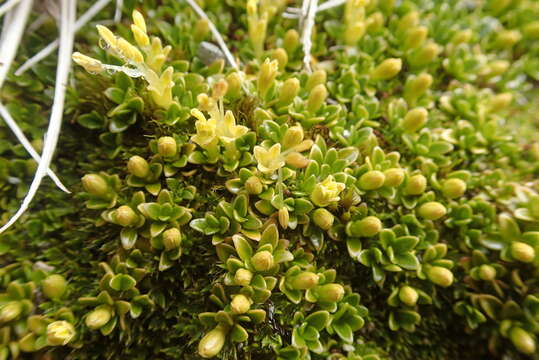 Image of Coprosma perpusilla subsp. subantarctica Orchard