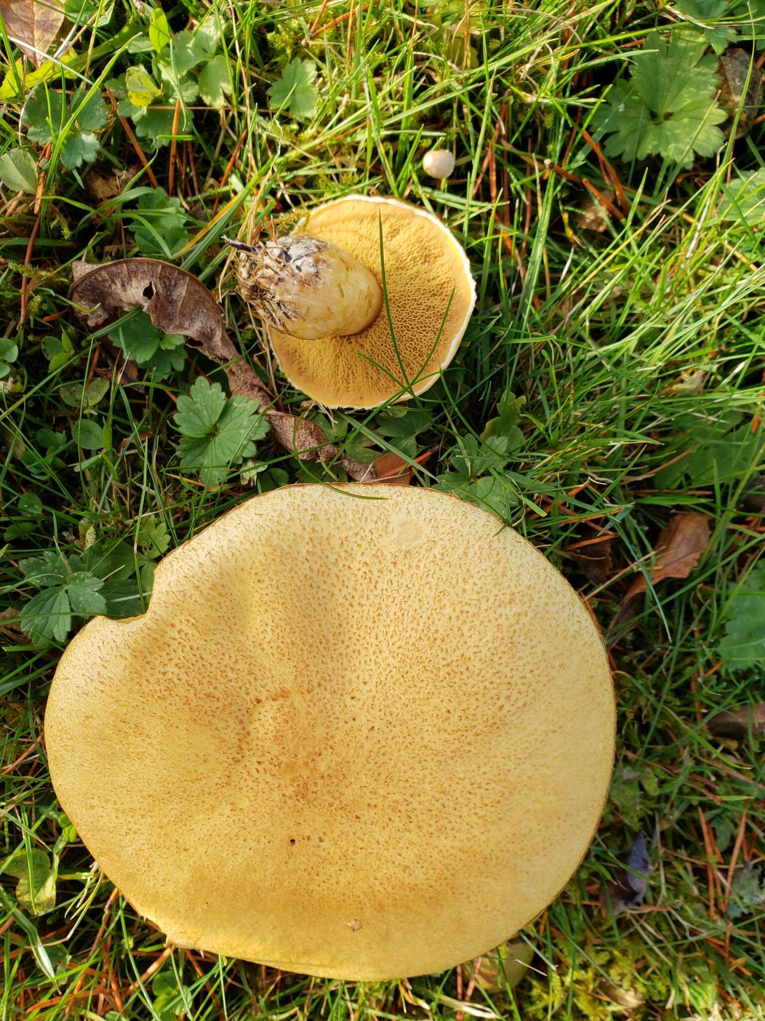 Image de Suillus tomentosus Singer 1960