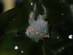 Image of Tunicate