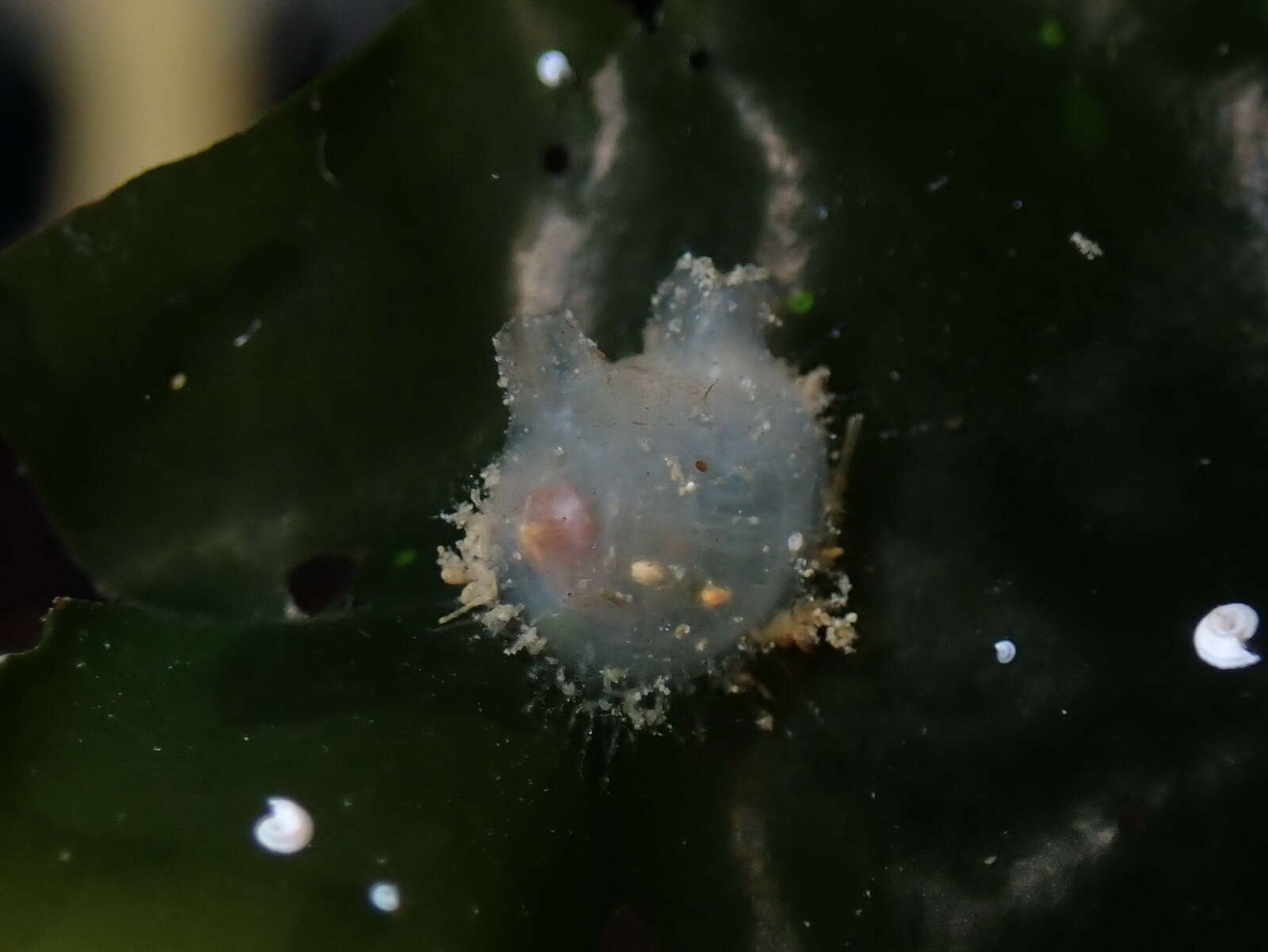 Image of Tunicate