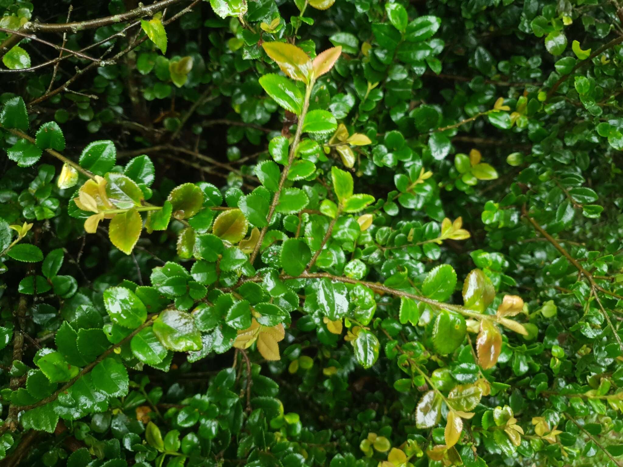 Image de Eurya crenatifolia (Yamamoto) Kobuski