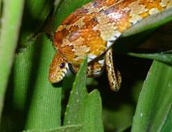 Image of Corn Snake