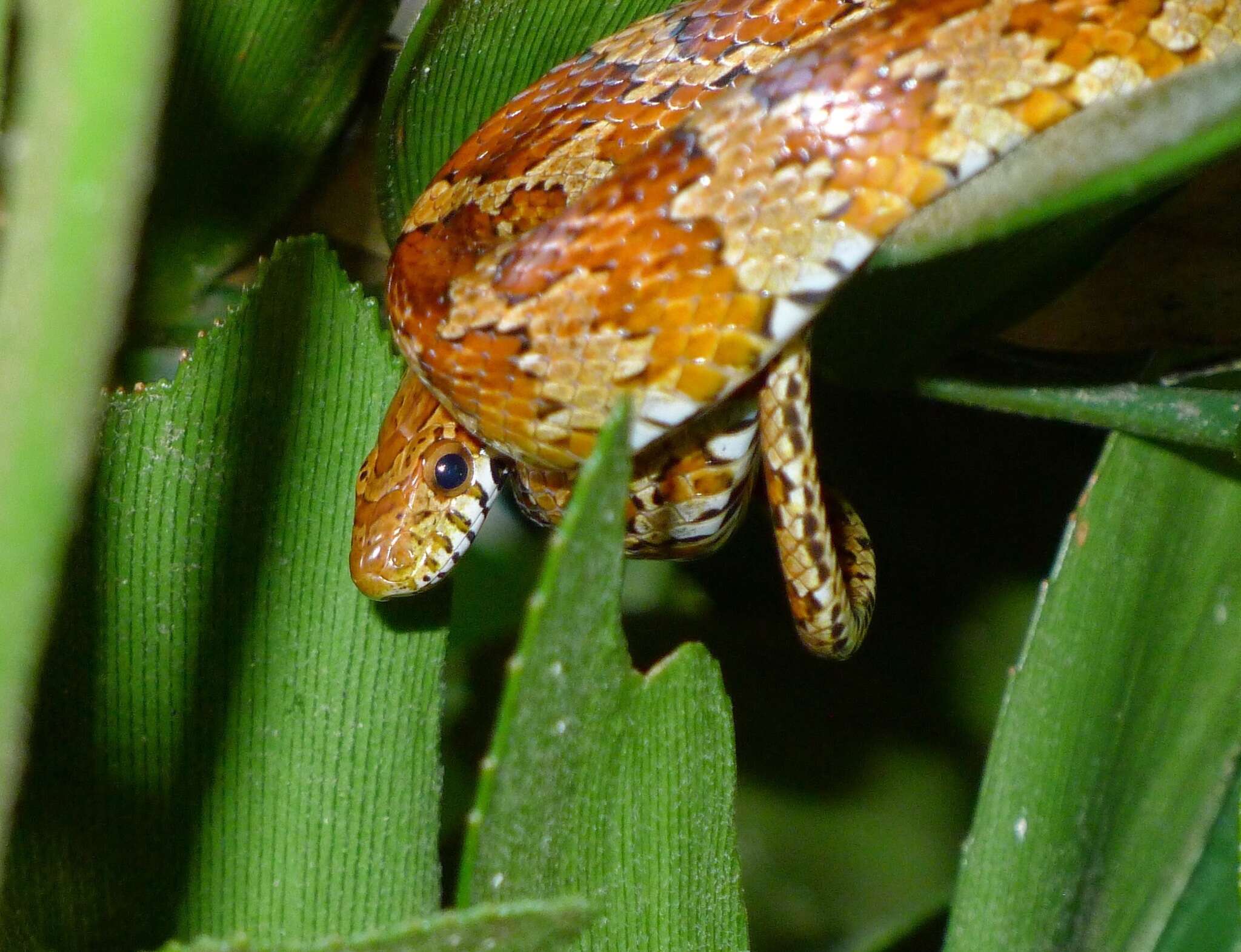 Image of Corn Snake