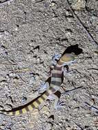 Image of Desert Banded Gecko