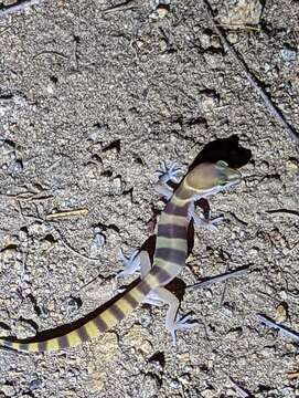 Image of Desert Banded Gecko