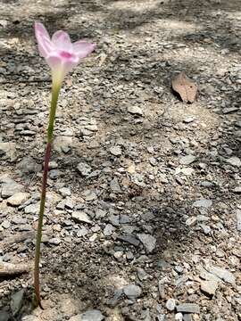 Imagem de Zephyranthes morrisclintii Traub & T. M. Howard