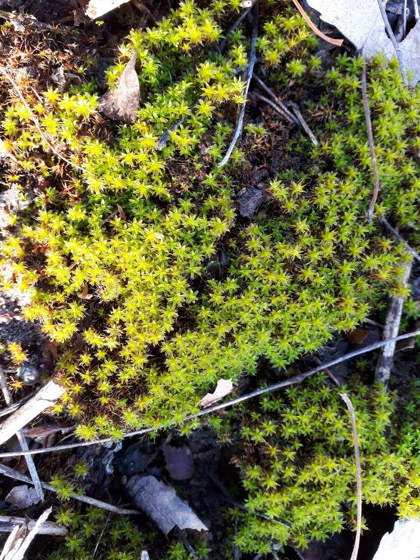 Image of great hairy screw-moss