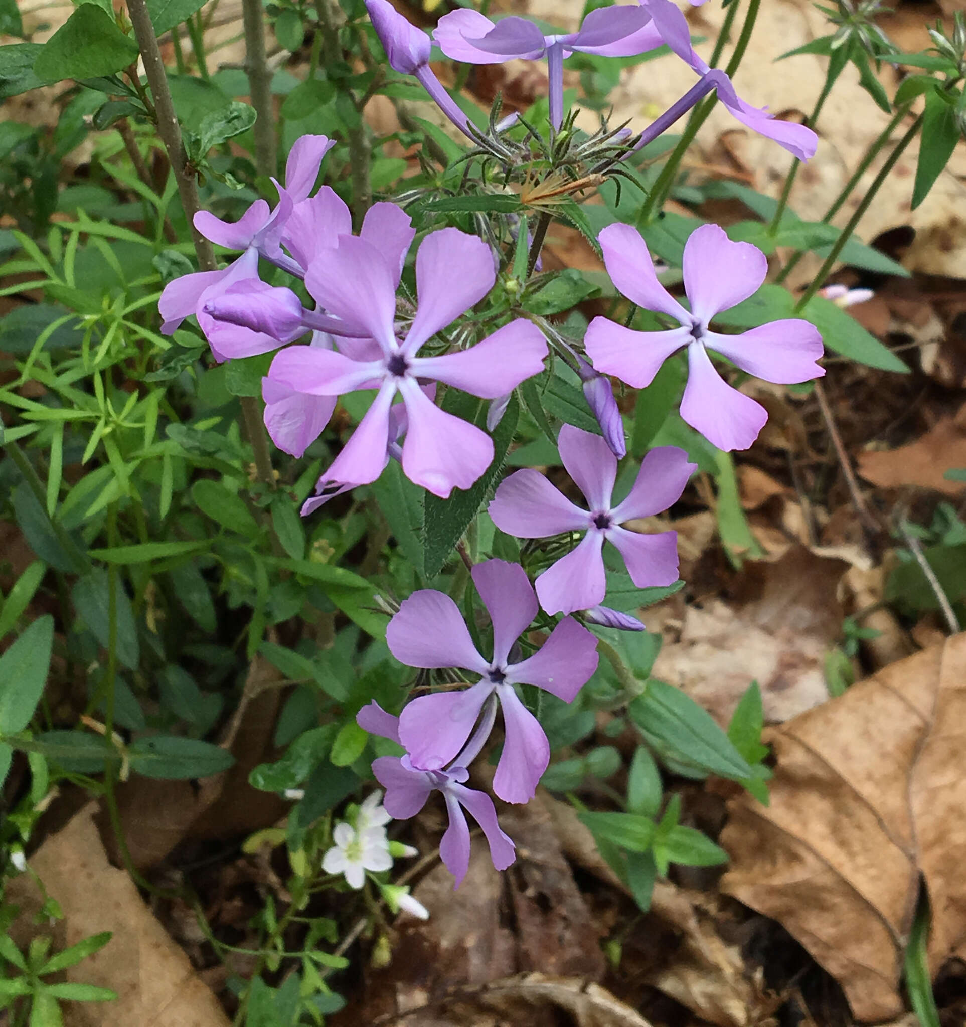 Image of wild blue phlox