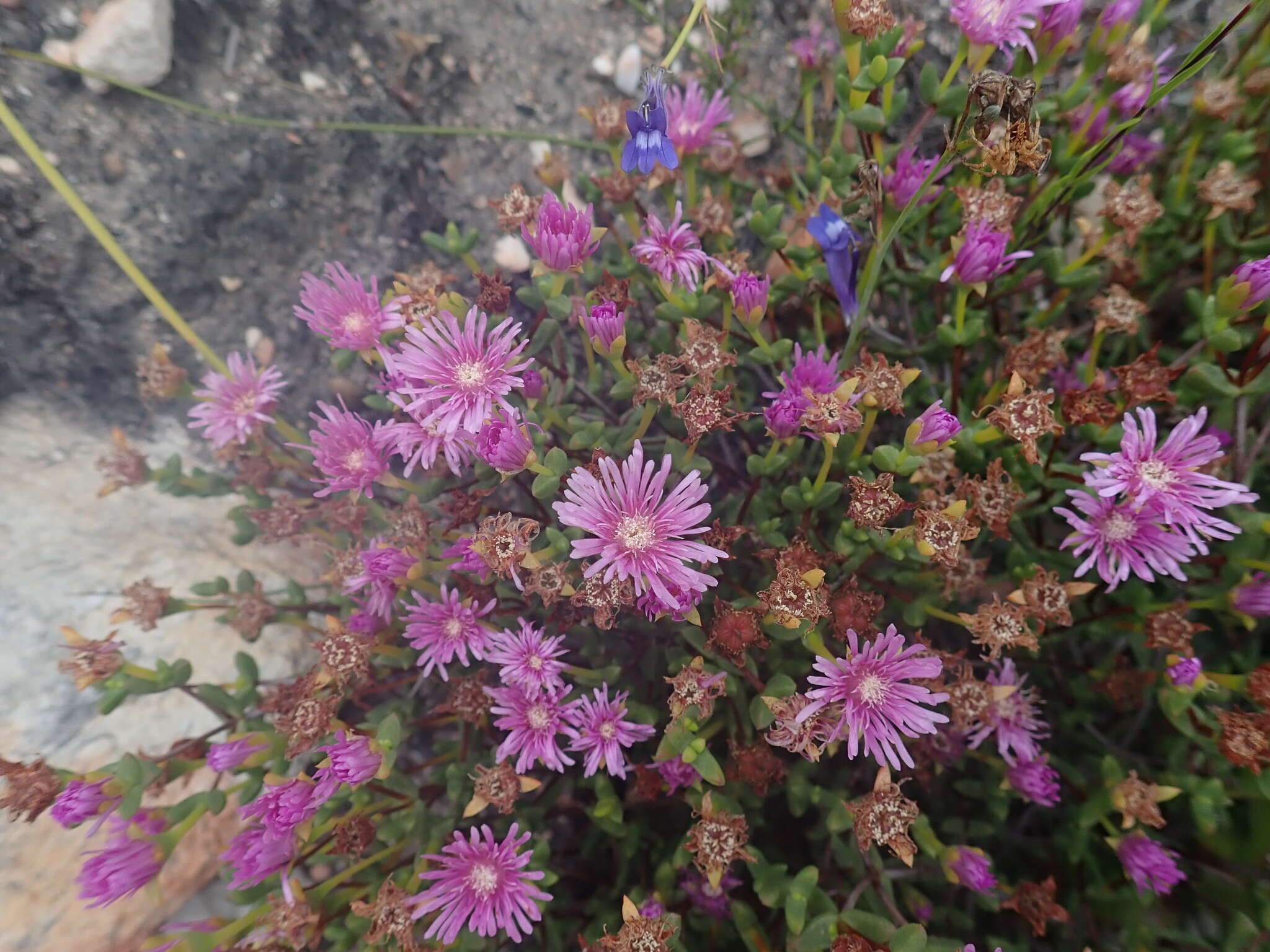 Ruschia virgata (Haw.) L. Bol. resmi