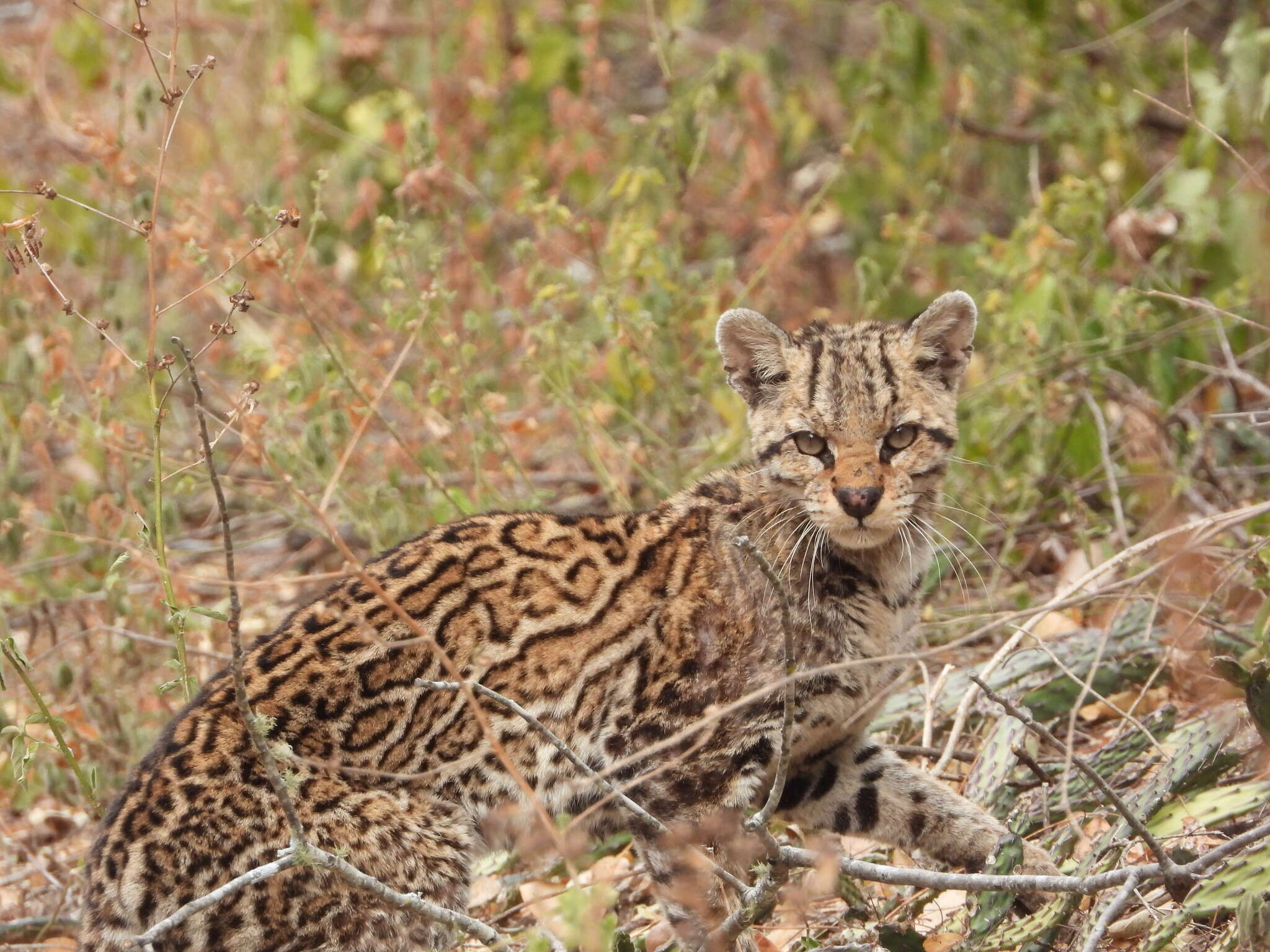 Image of Leopardus pardalis mitis (F. G. Cuvier 1820)