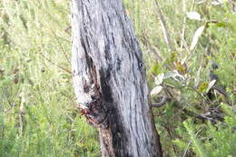 Image of brown stringybark