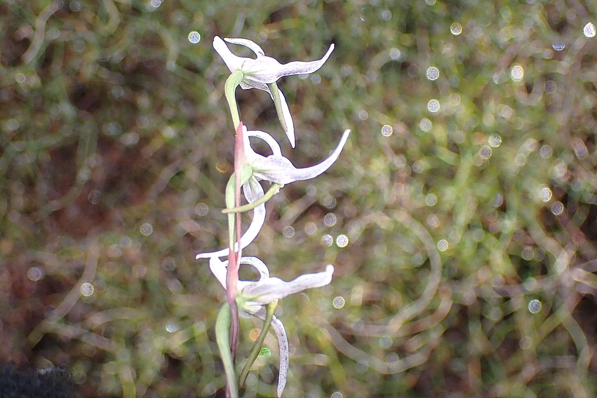 Image de Disa biflora (L.) Druce