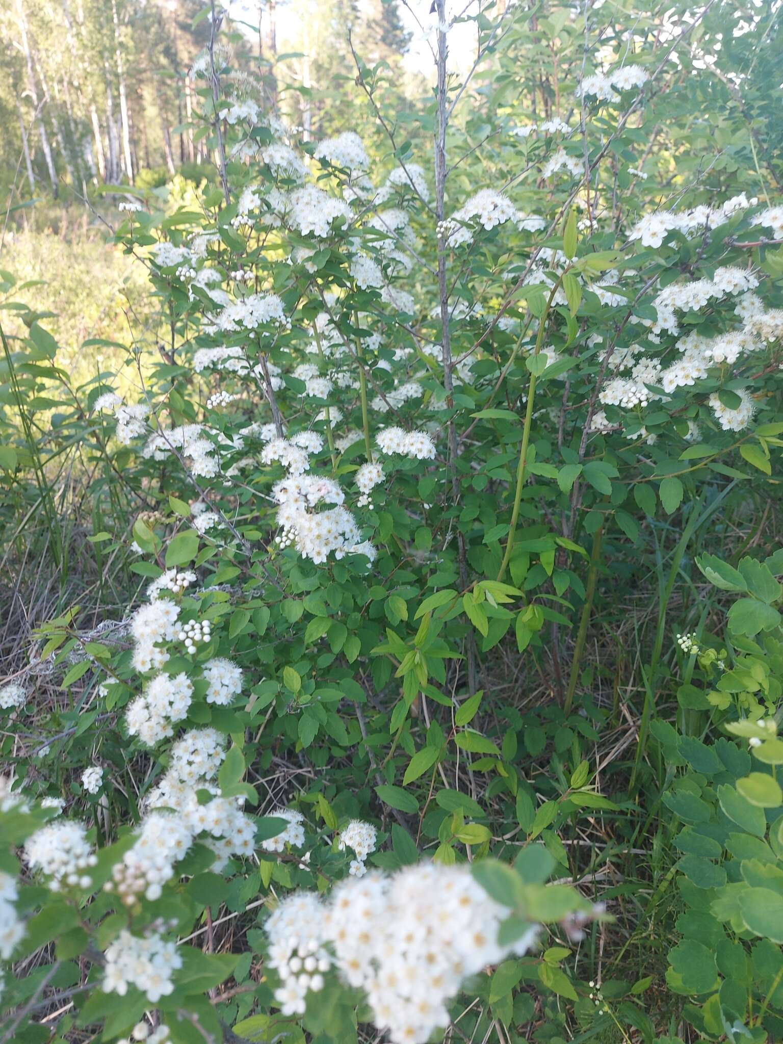 Image of Spiraea flexuosa Fisch. ex Cambess.