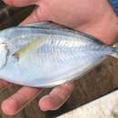 Image of California pompano