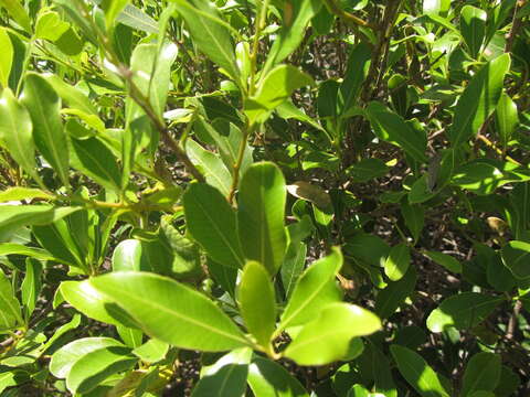 Image of Lithraea brasiliensis March.