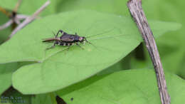 Plancia ëd Dianemobius fascipes nigrofasciatus (Matsumura 1904)