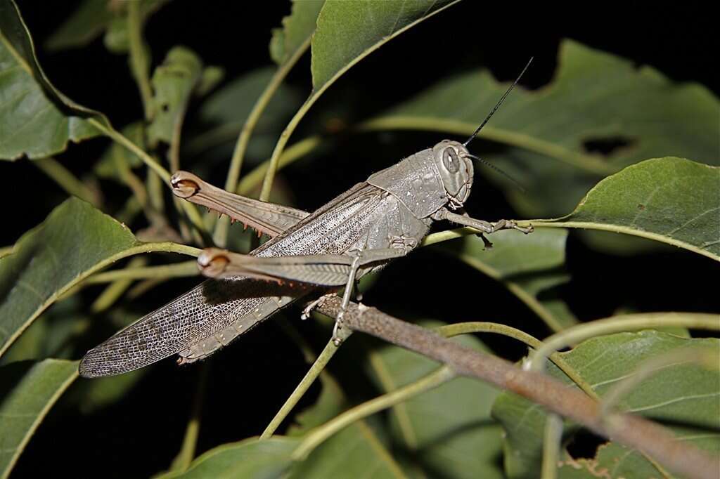 Image of Valanga irregularis (Walker & F. 1870)