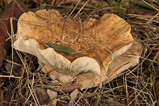 Plancia ëd Clitocybe eucalyptorum Cleland 1931