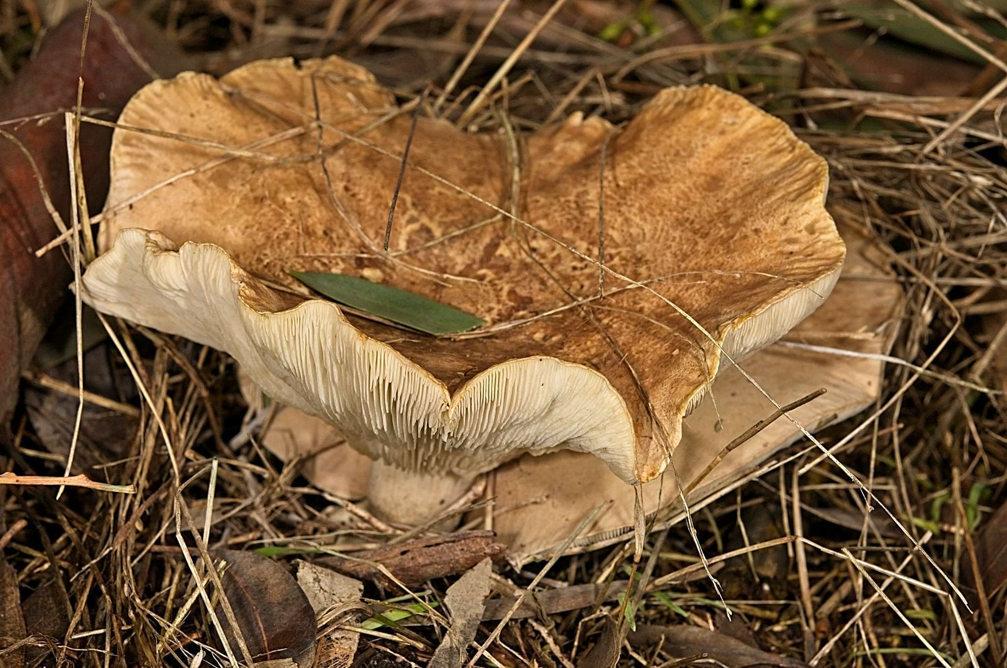 صورة Clitocybe eucalyptorum Cleland 1931