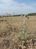 Image de Echinops transcaucasicus Iljin