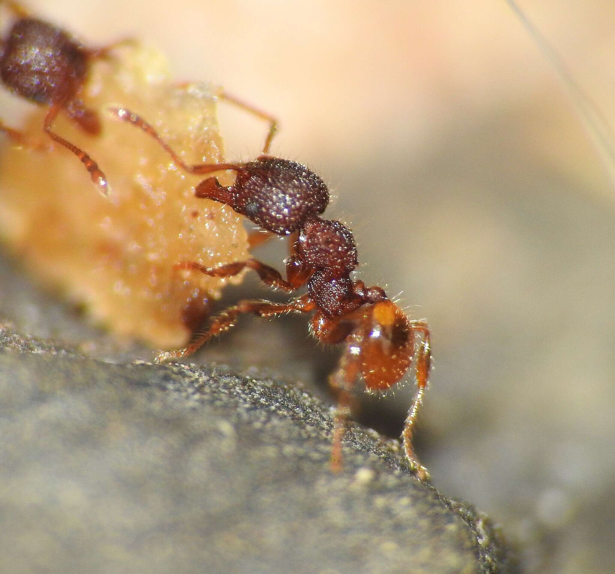 Image of Pheidole longiceps doddi Forel 1910