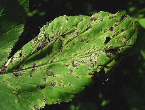 Image of Septoria aegopodii Desm.