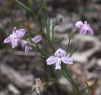 Image of Coopernookia barbata (R. Br.) Carolin