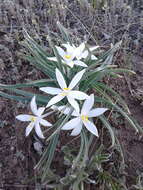 Image of starlily