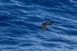 Image of Black Noddy