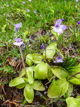 Image of Corsican Butterwort