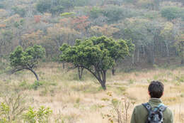 Imagem de Julbernardia globiflora (Benth.) Troupin