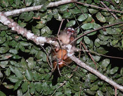 Image of Colombian Night Monkey