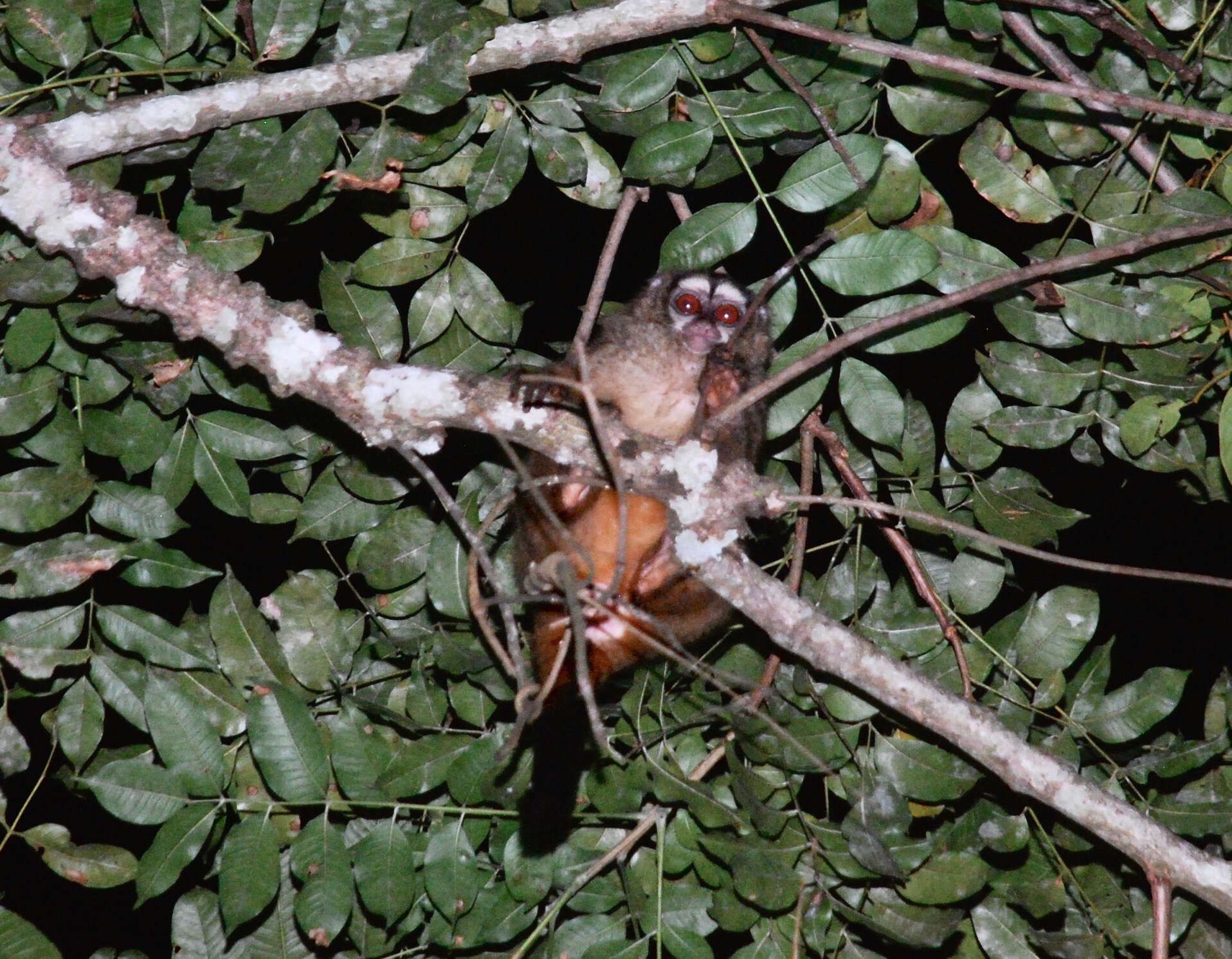 Image de Aotus lemurinus I. Geoffroy Saint-Hilaire 1843