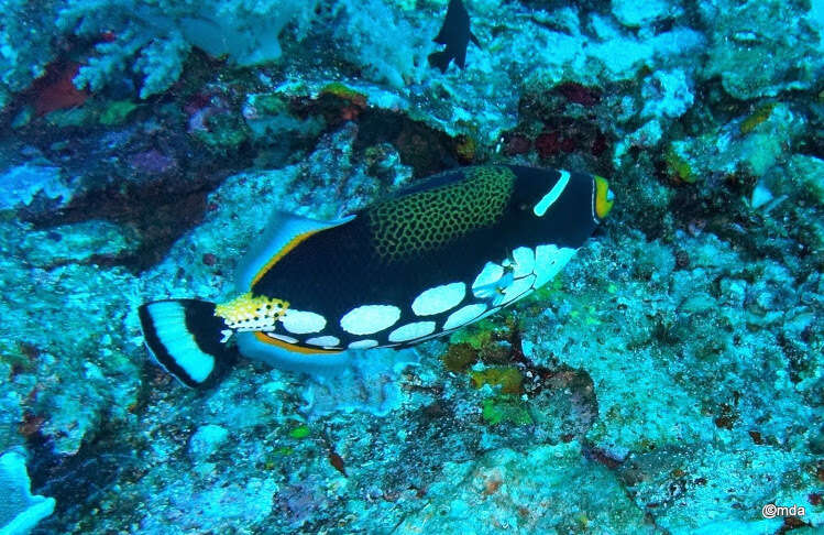 Image of clown triggerfish