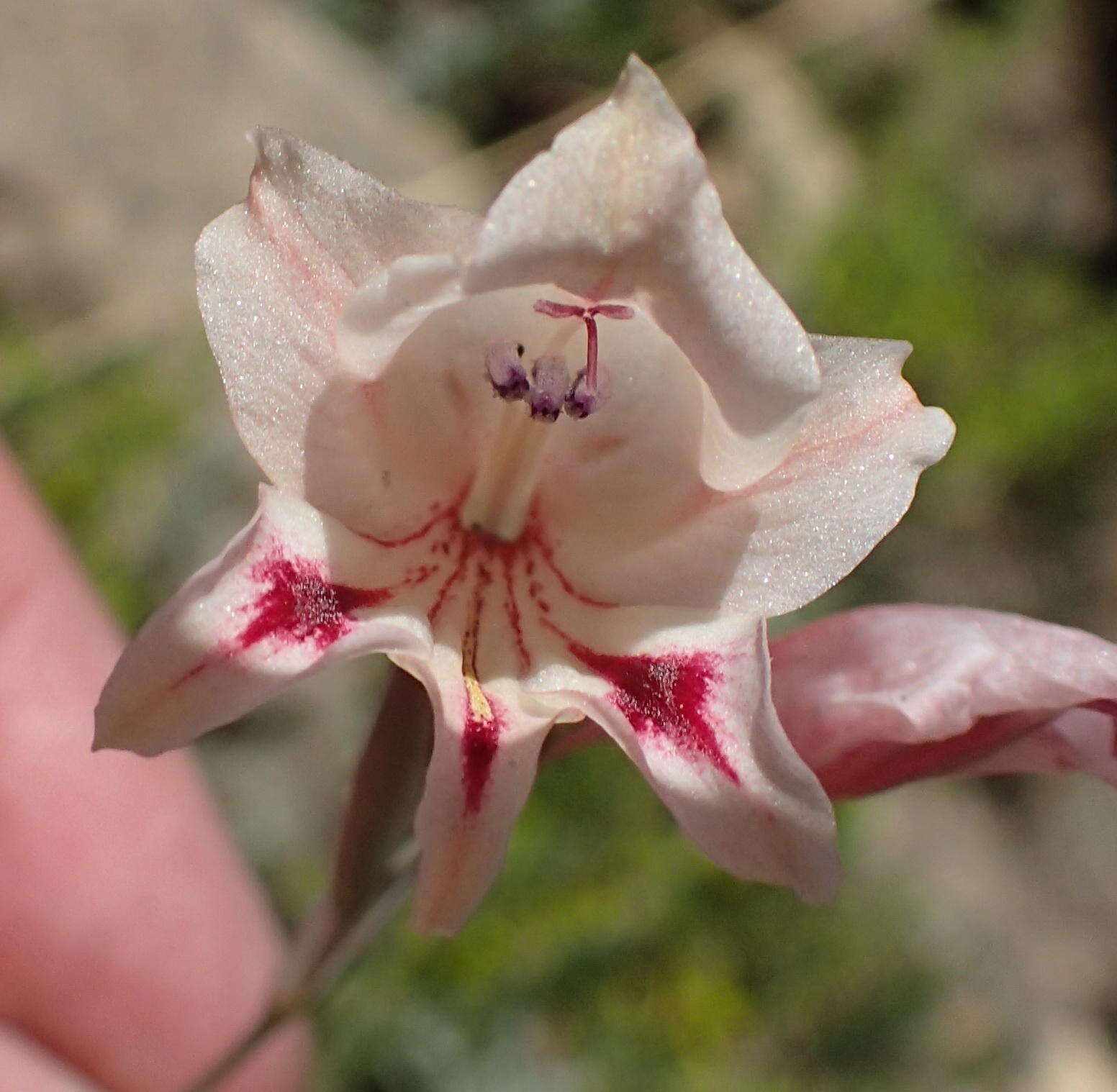 Plancia ëd Gladiolus nigromontanus Goldblatt