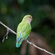 Image of Rosy-faced Lovebird