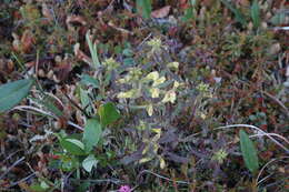 Image of Pedicularis labradorica var. labradorica